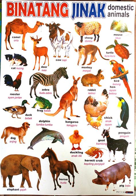 Poster Binatang Poster Binatang Buas Poster Binatang Jinak Poster My