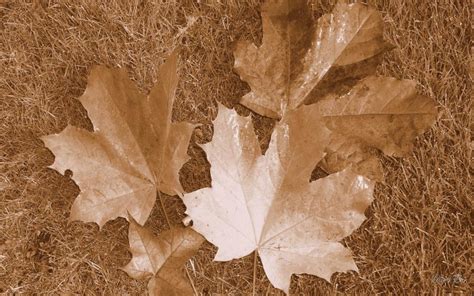 Hd Fall Leaves In Sepia Wallpaper Download Free 94365