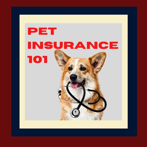 Pet Health Insurance 101