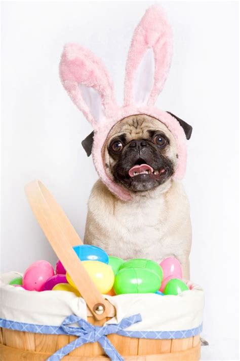 Pugs Bunny Real Easter Bunny Hoppy Easter Easter Stuff Easter Dog