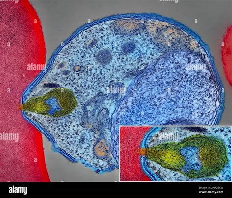 Malaria Parasite Connecting To Human Red Blood Cell Stock Photo Alamy