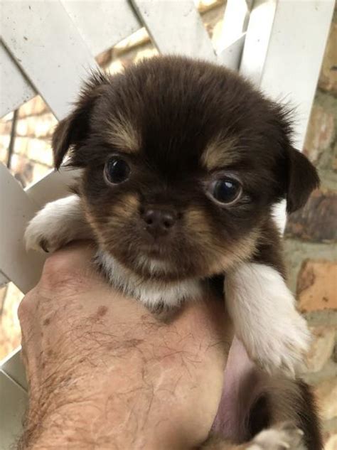 Safe craigslist alternative in lafayette, louisiana, united states. Chihuahua puppy dog for sale in Lafayette, Louisiana