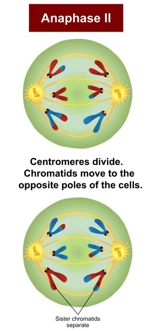Anaphase In Mitosis And Meiosis Anaphase I Ii Microbe Notes