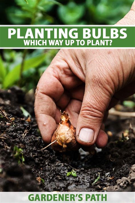 Which Way Up Should You Plant Your Bulbs Gardeners Path