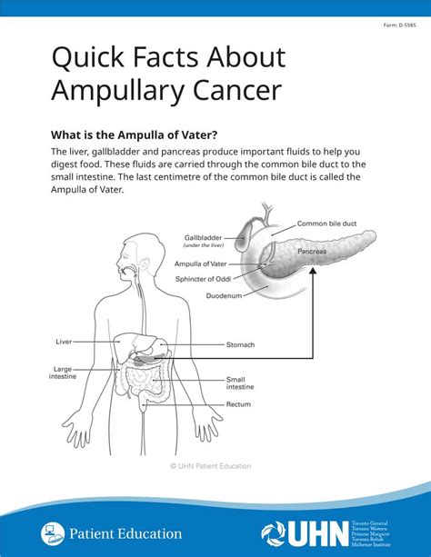What Is Ampullary Cancer Ampullary Cancer Begins When Normal Cells In