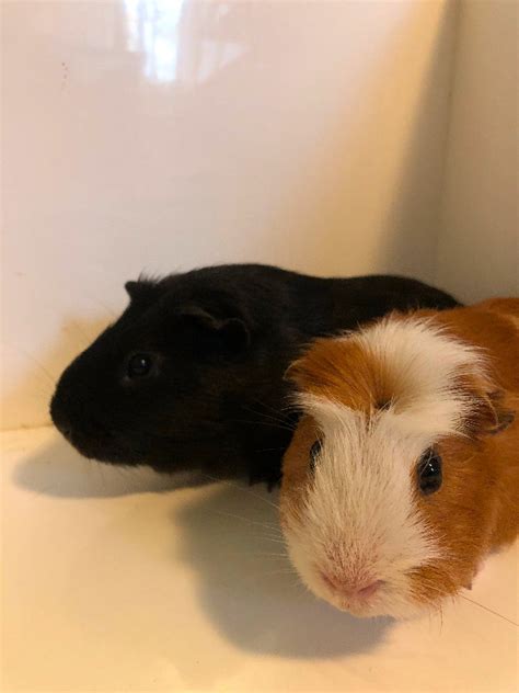 Guinea Pigs For Sale Male Small Animals For Rehoming London