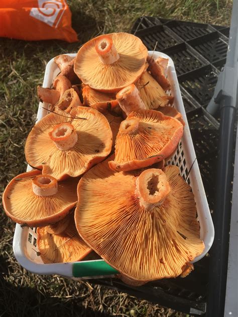 Wild Mushroom Foraging Tours On The Mornington Peninsula Autumnwinter