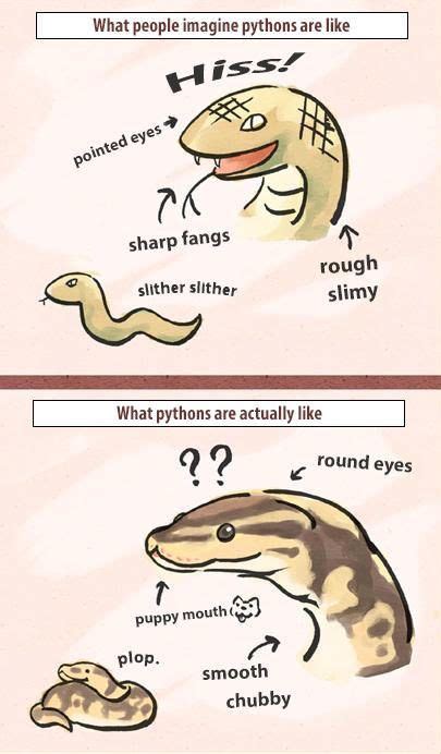 The Perfect Snek Anatomy Cute Snake Funny Animals Cute Reptiles