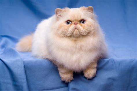 What Is The Historical Past Of Persian Cats The Fascinating Story
