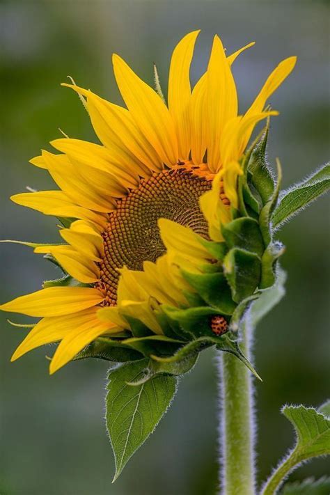 17 Best Ideas About Sunflower Pictures On Pinterest