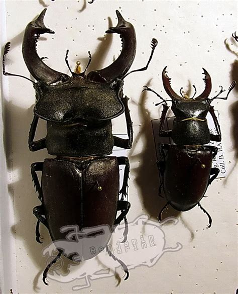 The head is somewhat square shaped. Lucanus cervus turcicus - Ben's Beetle Breeding PagesBen's ...