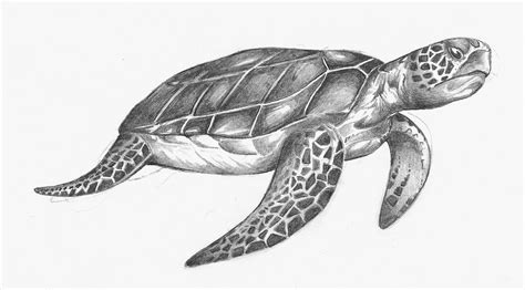Loading Sea Turtle Drawing Turtle Drawing Sea Turtle Art