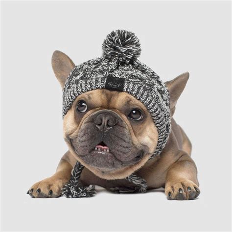 Knitted Dog Hat With Pom Poms Canada Pooch