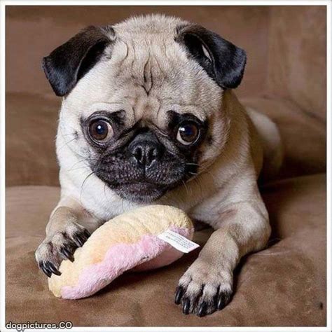 Funny Pug Dog Pictures