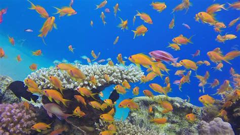 Tropical Sea Fishes Underwater Picture Stock Footage