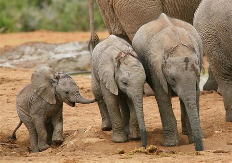Twitter Baby Animals Elephant Facts Elephant
