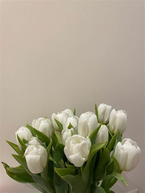 Flowers White Tulips Aesthetic White Tulips Nothing But Flowers
