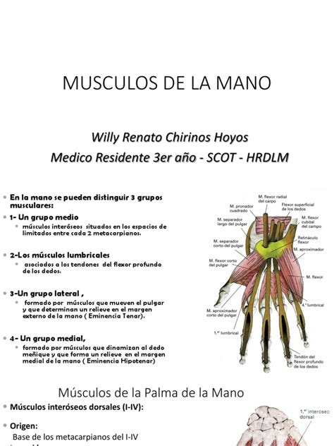 Arterias Mano Mr3 Pdf Mano Extremidades Anatomía