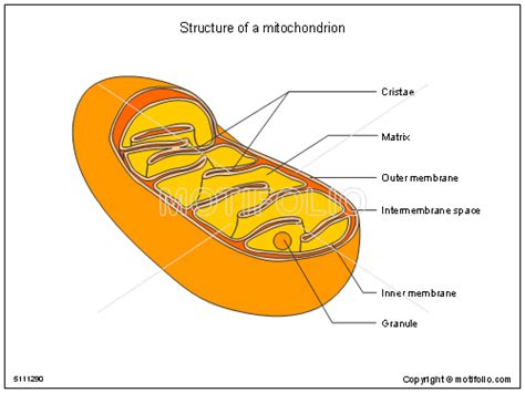 Hello guys welcome to my channel mukesh art room today i draw the diagram of the mitochondria //easy steps by step for beginners so watch the video until the. Mitochondria Drawing at GetDrawings | Free download