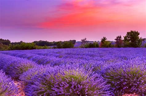 Sunset Over Lavender Field In Provence Stock Photo Image Of Landscape