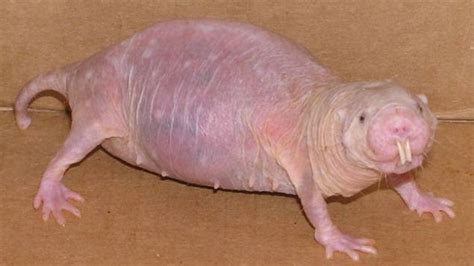 Ugliest Animals In The World Metro News