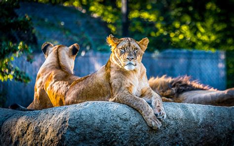 Voir plus d'idées sur le thème fond ecran 4k, fond ecran, fond d'écran coloré. 2880x1800 Lionesse Lion Predator Wild Animal 4k Macbook ...