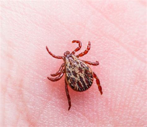 Ticks And Lyme Disease What You Should Know