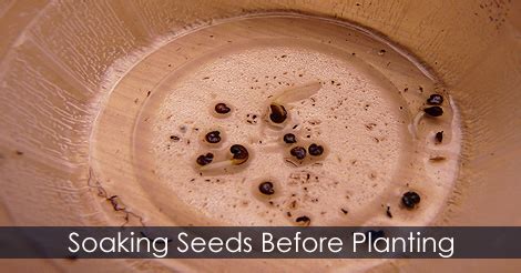 Preparing seeds for germination