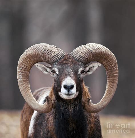 Mouflon Sheep Photograph By Brandon Alms