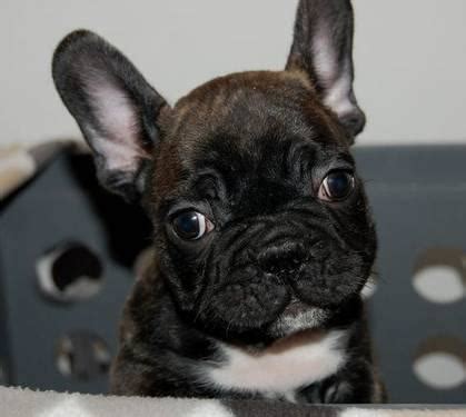 For sale beautiful brindle french bull dog puppies they are dark brindle in colour as per the lucidum french bulldog puppies will be due for delivery towards the end of february. French Bulldog Puppies AKC Only 2 puppies left!! for Sale ...