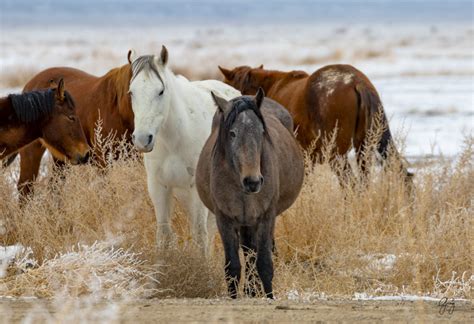 Photography Of Wild Horses Onaqui Herd Photography Of A Unique Herd