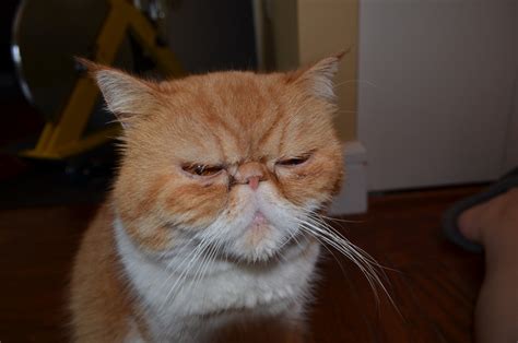 Chester Smooshyface Exotic Shorthair Cats Chester And Garfield — My Nose