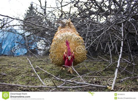 Angry Rooster Stock Image Image Of Branches Concentrate 55193213
