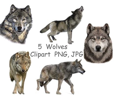 Wolf Clipart PNG Realistische Wolven Clip Art Afdrukbare Etsy Nederland