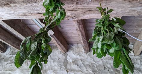 Faire sécher de la menthe