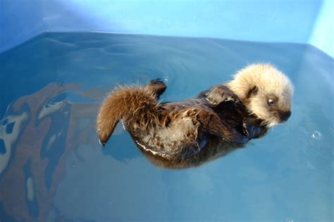 Rescued Sea Otter Pup At Vancouver Aquarium Finally Has A Name Photos