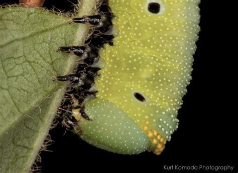 Img4501 Snowberry Clearwing Moth Caterpillar Kurt Komoda Flickr