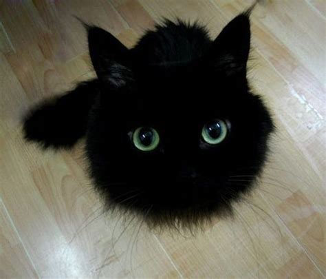 Adorable Black Cat Cute Fluffy Image 193421 On