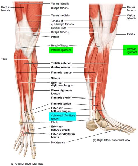 Knee And Lower Leg Anatomy
