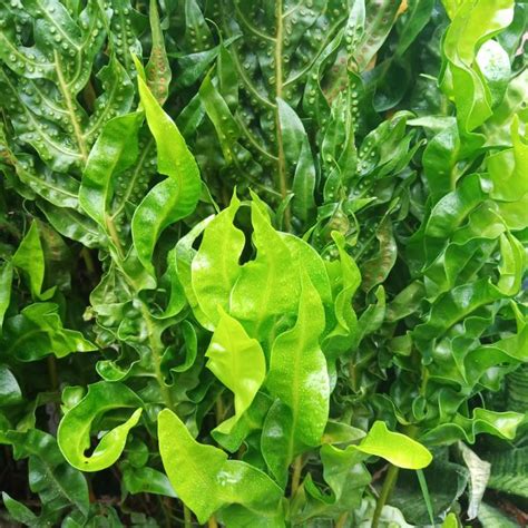 Pokok hiasan kreatif buat nak rumah pagar luar yang tanah kawasan jejari sendiri semua dalaman pandan. Pokok paku hiasan taman landskap | Shopee Malaysia