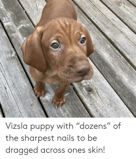 Vizsla Puppy With Dozens Of The Sharpest Nails To Be Dragged Across