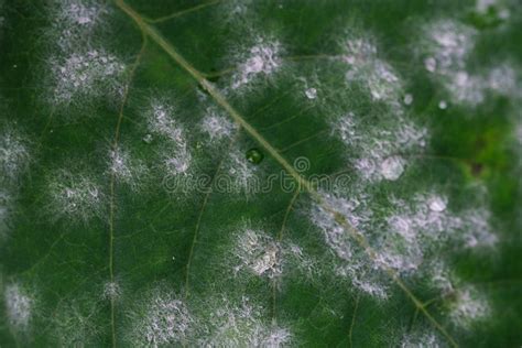 White Fungus On Leaves Stock Image Image Of Brown Yellow 225663431