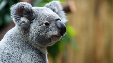 Wallpaper Koala Nose Animal Wildlife Hd Picture Image