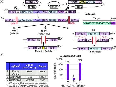 Crisprcas9 Editing Of A Haploid Yeast Genome Using S Pyogenes Cas9
