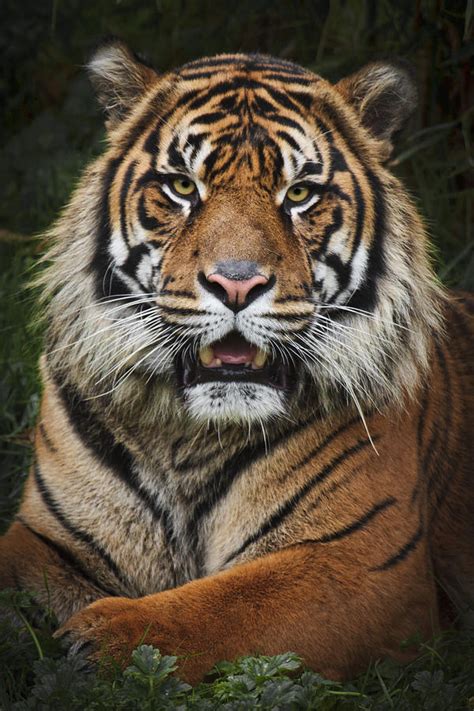 Tiger Portrait Photograph By Wes And Dotty Weber Pixels