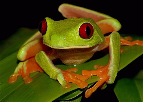 Funny Red Eye Tree Frog Funny Animal