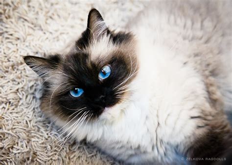 Check out our brown eyed cat selection for the very best in unique or custom, handmade pieces from our shops. ragdoll blue eyes by venomxbaby on DeviantArt