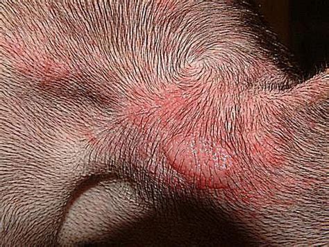 A bullseye rash on a dog can be caused by external stimuli or internal pathologies, including nervous shocks. Rash On Dog Belly - petfinder