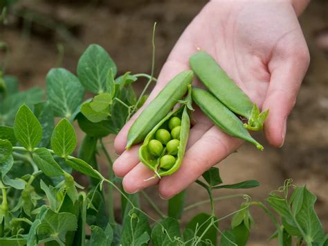 How To Grow Peas Faster Best Tips To Increase Flowering Fruiting And
