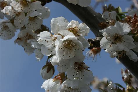 Hd Wallpaper Almond Tree Flowers Flowery Branch Flowering Spring